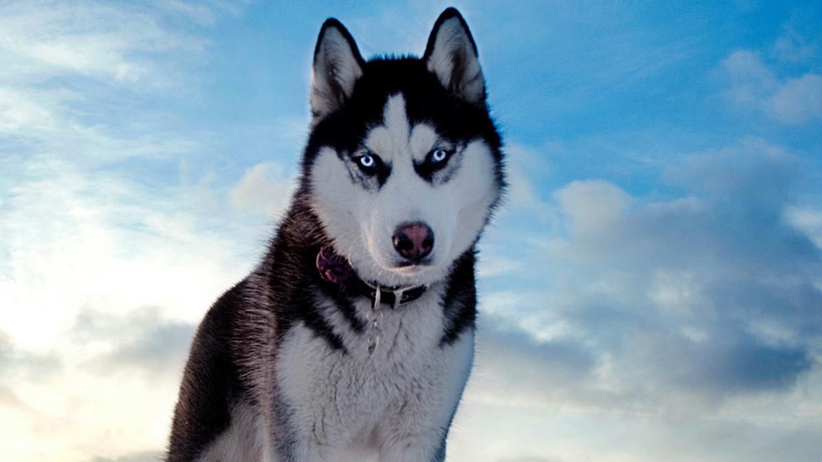 Собака покусав жінку в Дніпрі: вчепився в обличчя – фото Собака покусав жінку в Дніпрі: вчепився в обличчя – фото