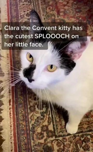 Клодетт обожнює котиків / Скриншот тікток nunsenseforthepeople Клодетт обожнює котиків / Скриншот тікток nunsenseforthepeople