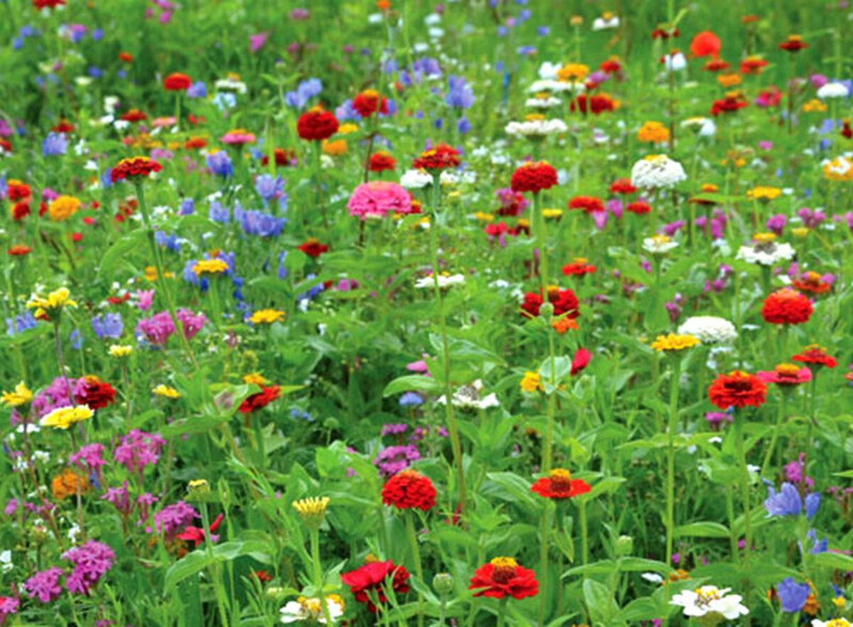 В Днепре расцвели мавританские газоны В Днепре расцвели мавританские газоны