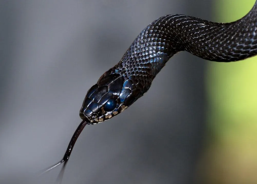 В разных культурах змеи символизируют как зло, так и мудрость и плодородие