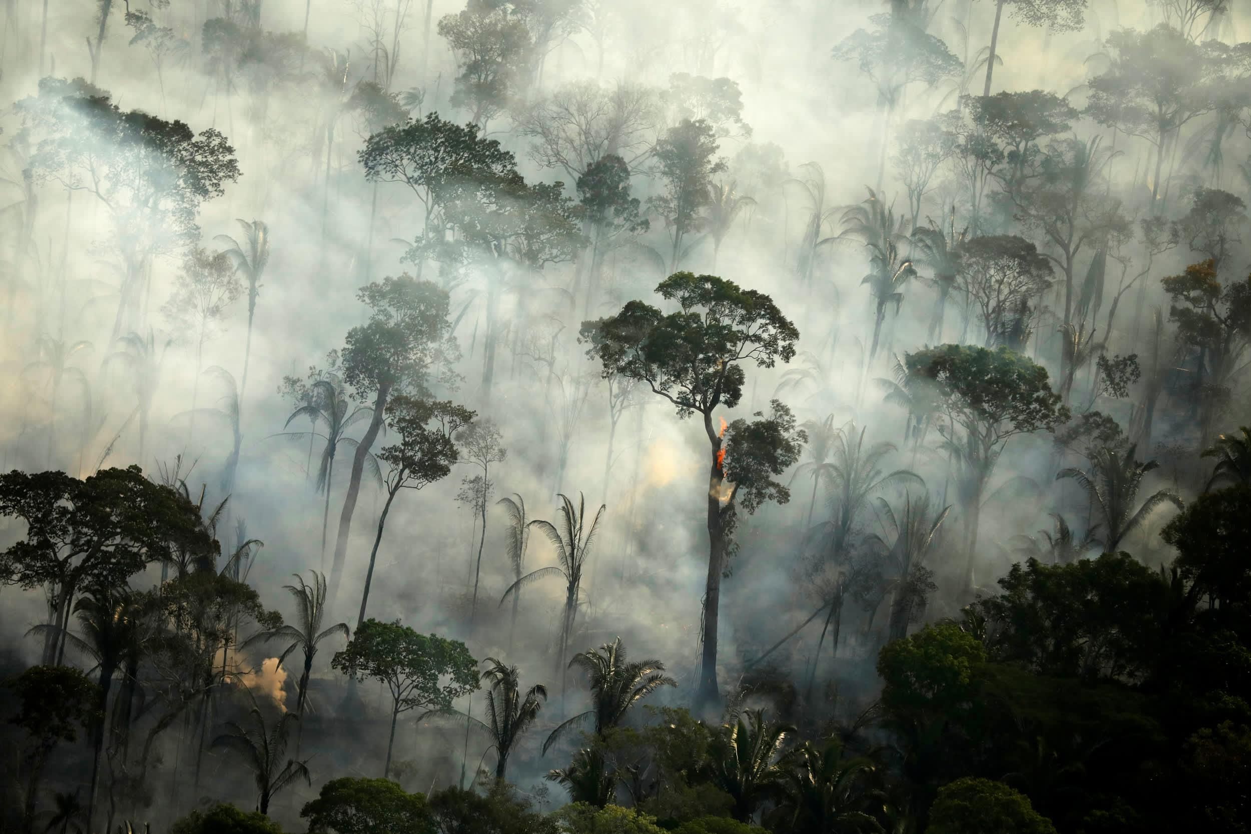 Катастрофа для лесов Амазонки