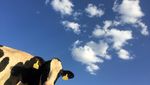Стадо корів допомогло поліції затримати п'яного водія на Житомирщині: відео
