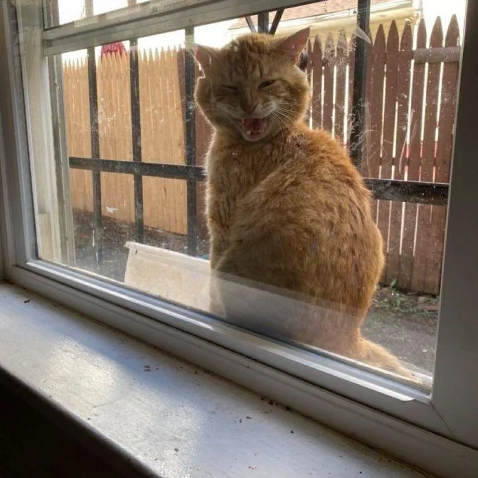 Кот залез на окно Кот залез на окно