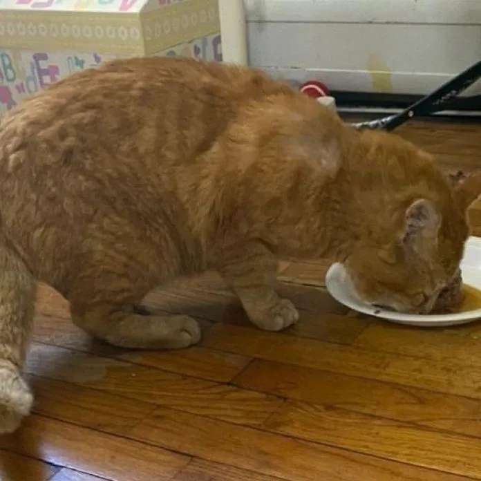 Несмотря на пережитое, котик очень добрый и ласковый Несмотря на пережитое, котик очень добрый и ласковый