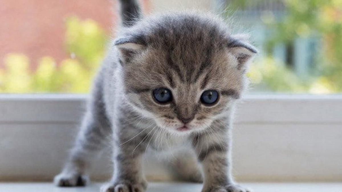 У Києві знайшли хворе кошеня й віднесли у ветклініку: виник скандал У Києві знайшли хворе кошеня й віднесли у ветклініку: виник скандал