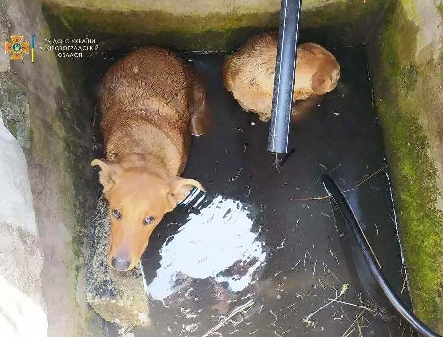 На Кіровоградщині врятували 2 собак
