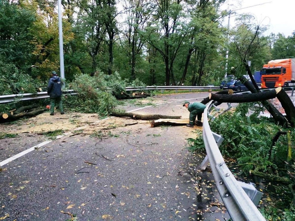 Непогода под Киевом 17 июля 2021 повалила деревья: есть погибшие