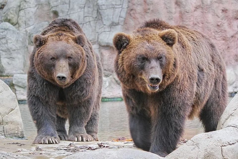 Существуют специальные правила удержании медведей