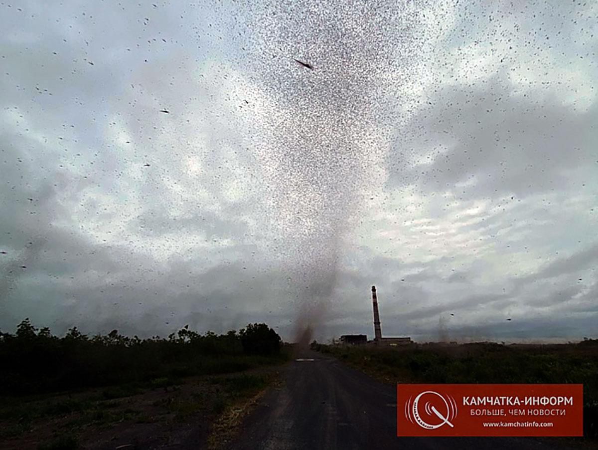 Камчатку атаковали смерчи из комаров: видео Камчатку атаковали смерчи из комаров: видео