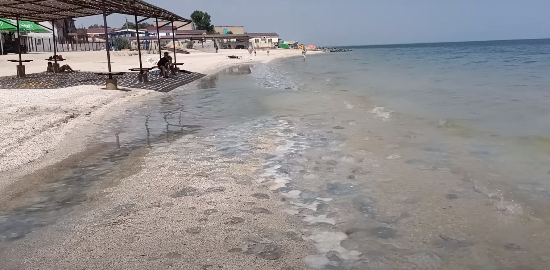 В Кирилловке и Лазурном в Запорожье - нашествие медуз В Кирилловке и Лазурном в Запорожье - нашествие медуз