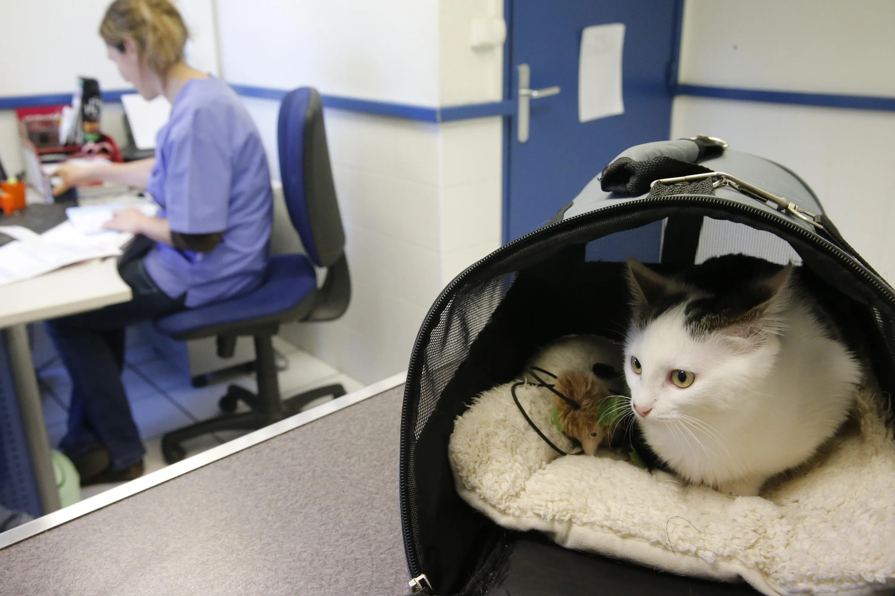 Вакцинація котів