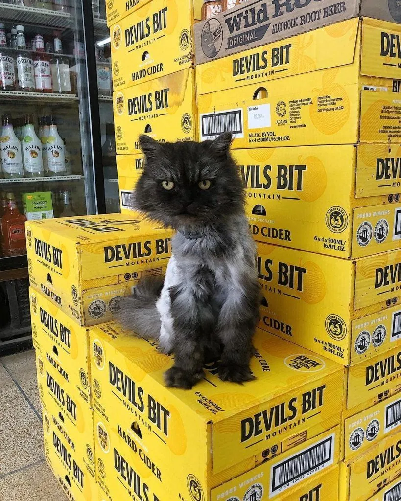 Фото Bodegacats Фото Bodegacats