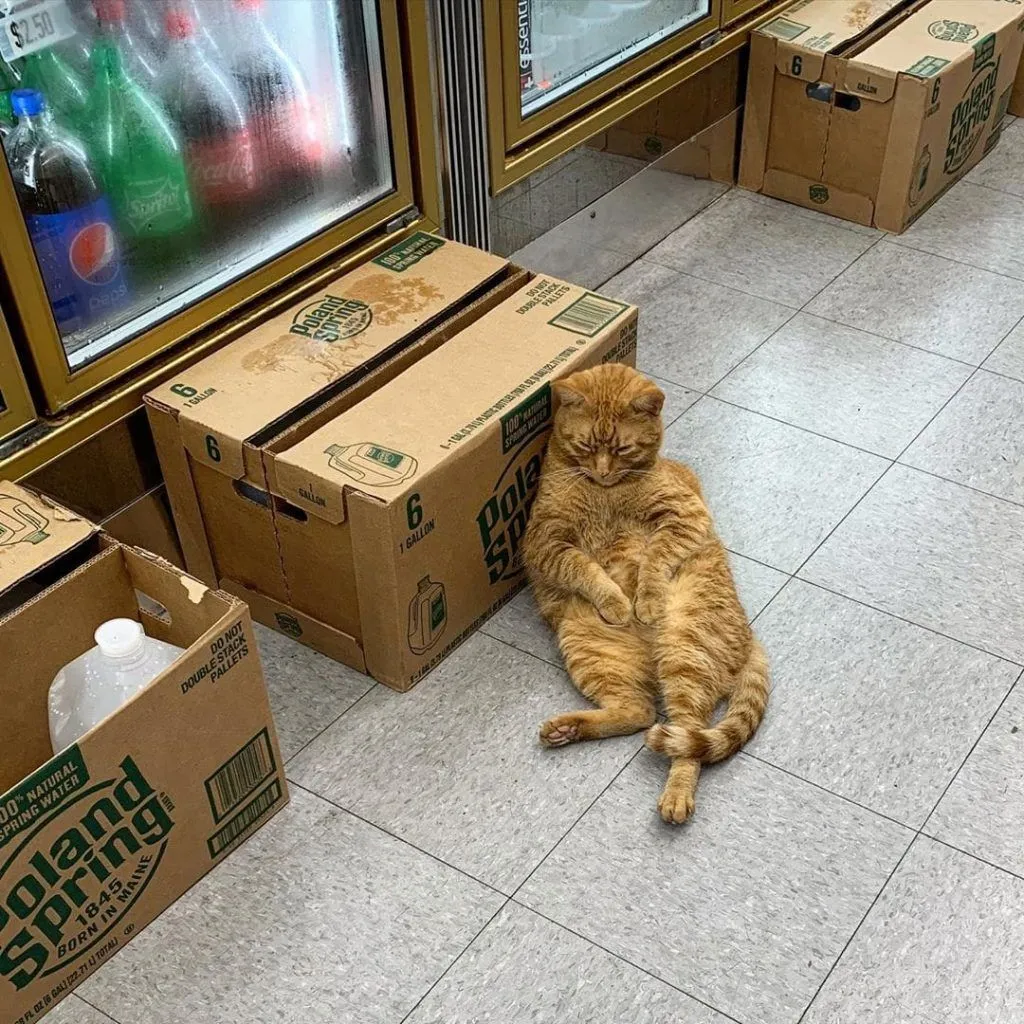 Фото Bodegacats Фото Bodegacats