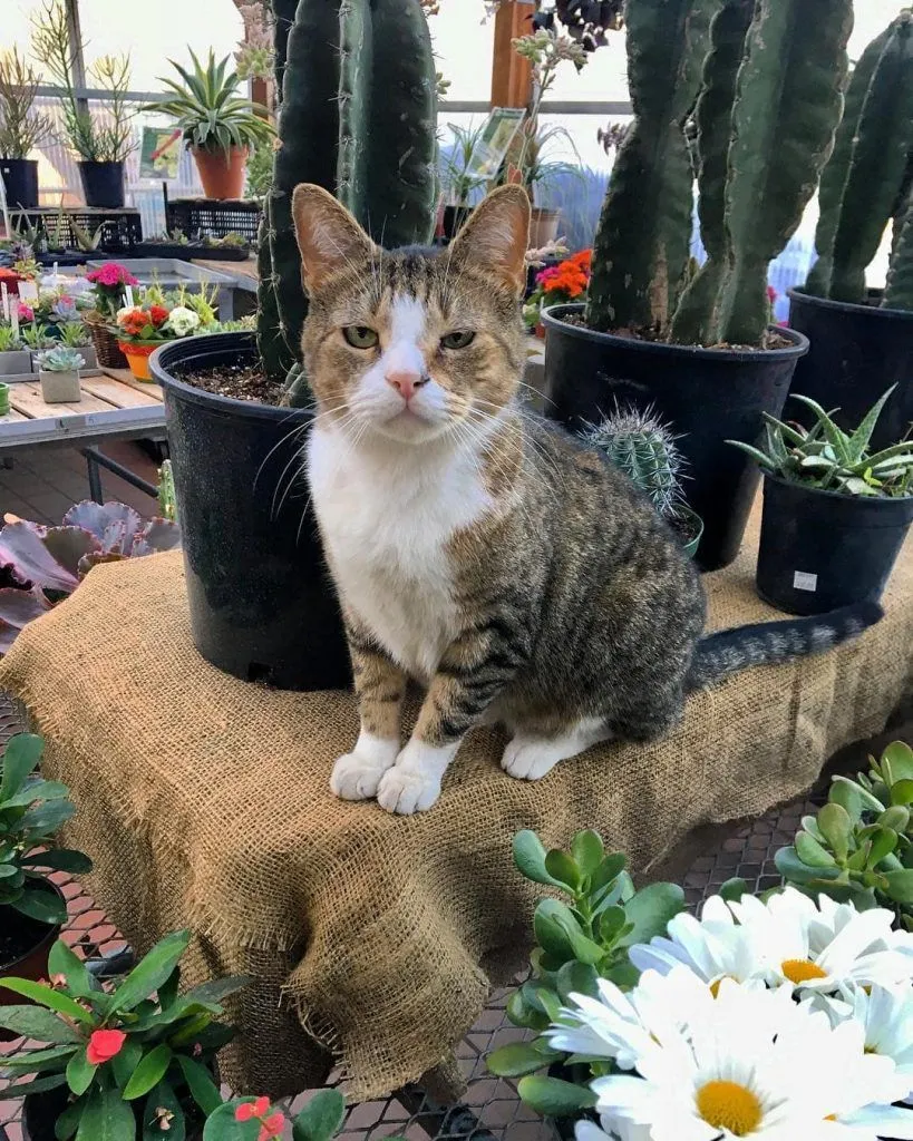 Фото Bodegacats Фото Bodegacats