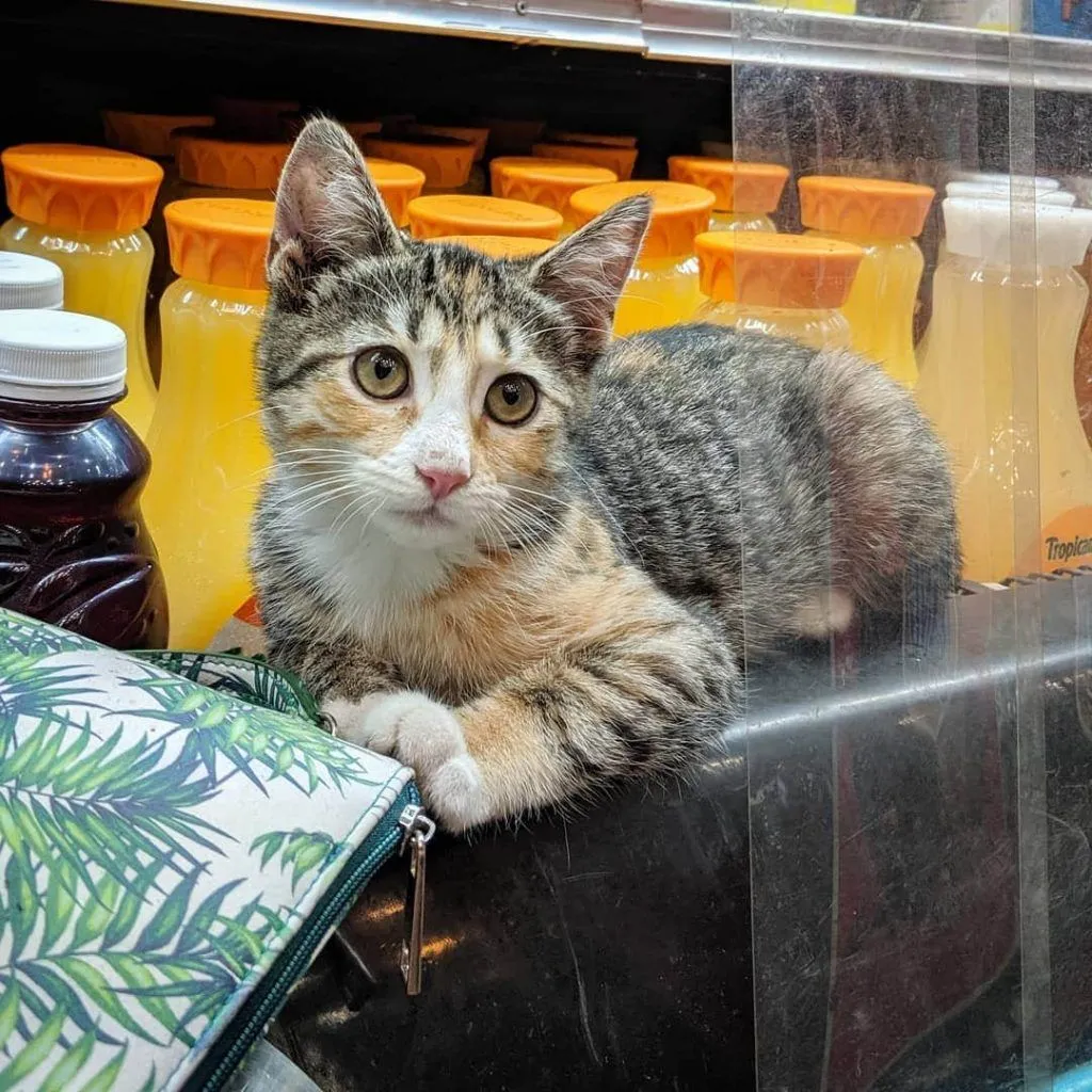 Фото Bodegacats Фото Bodegacats