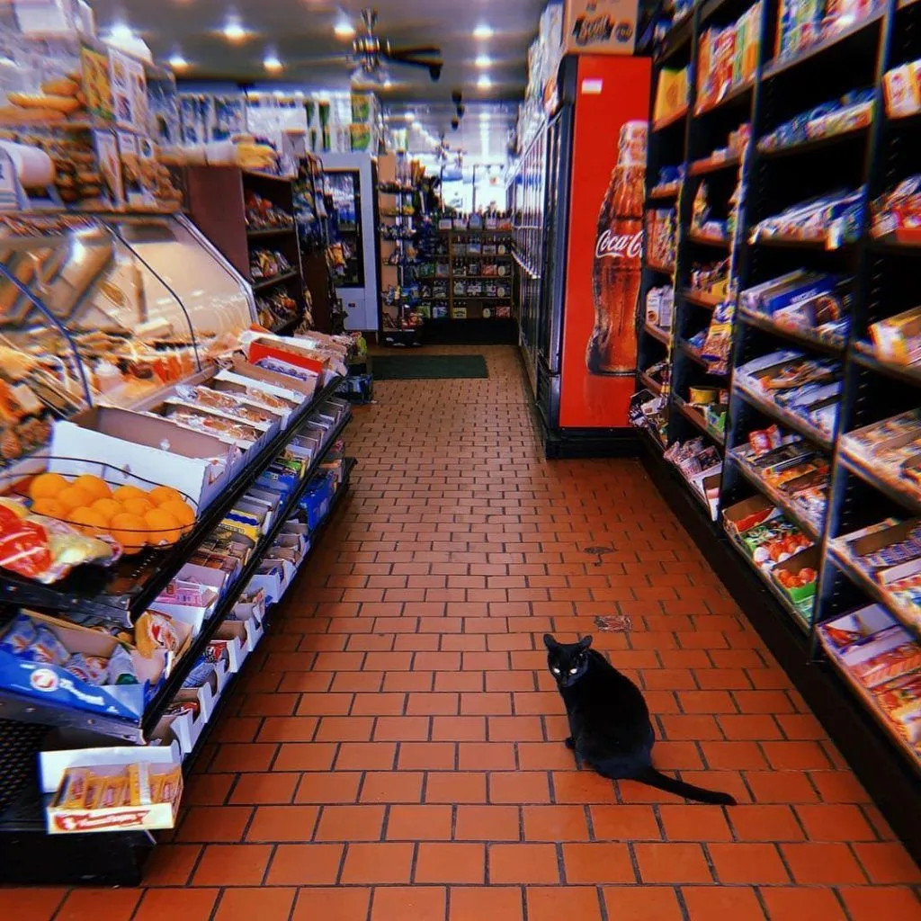 Фото Bodegacats Фото Bodegacats