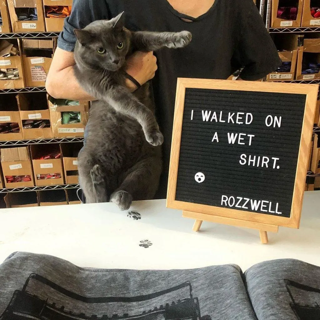 Фото Bodegacats Фото Bodegacats