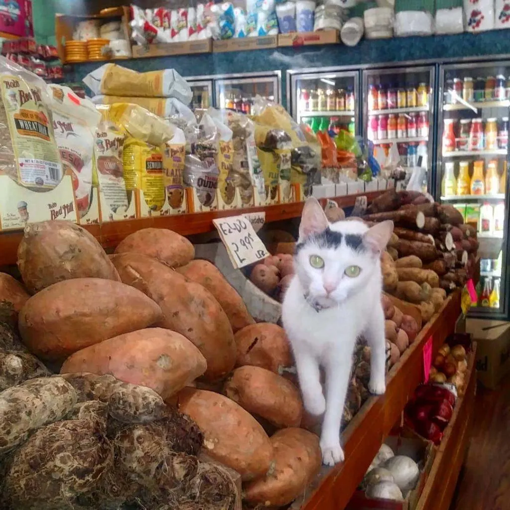 Фото Bodegacats Фото Bodegacats