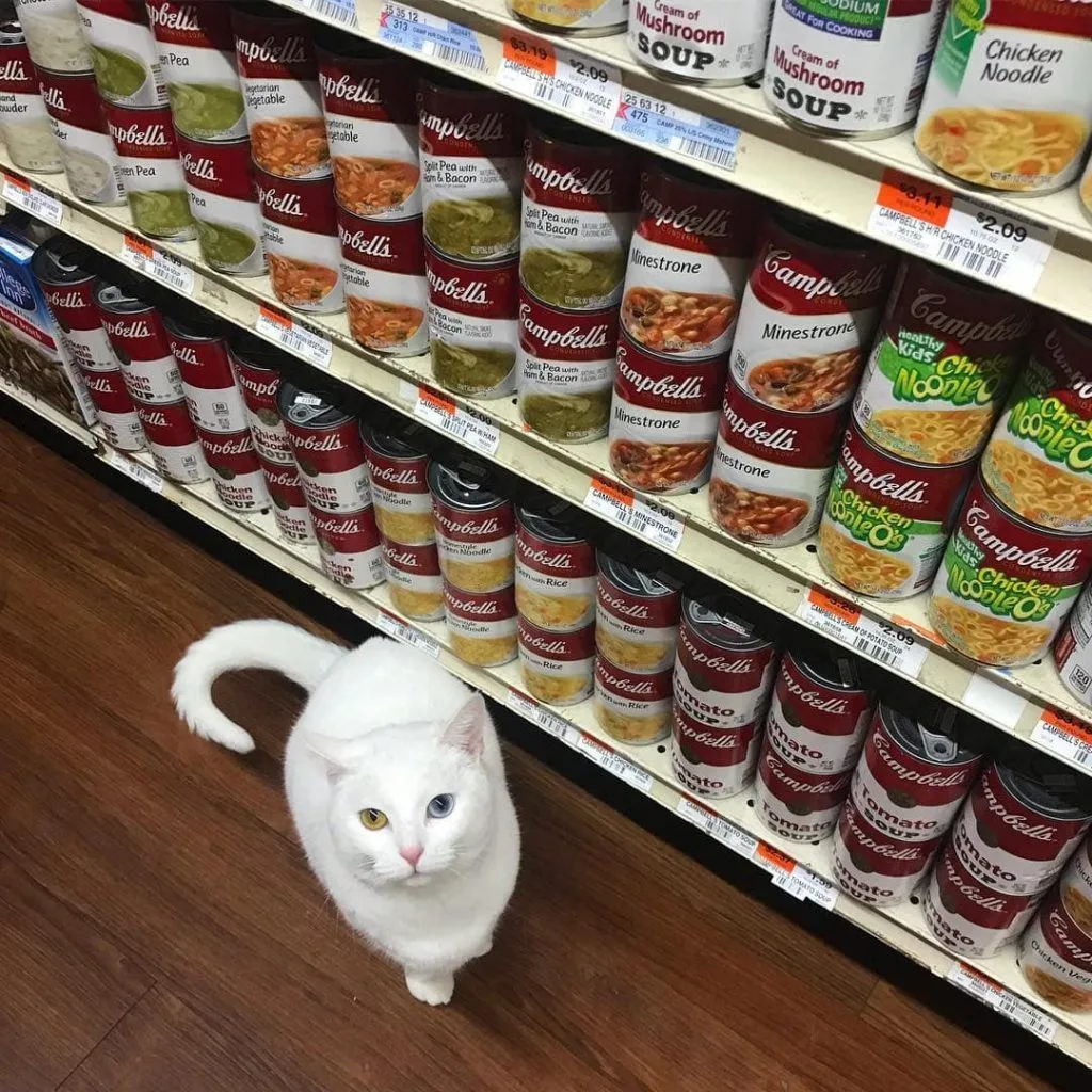 Фото Bodegacats