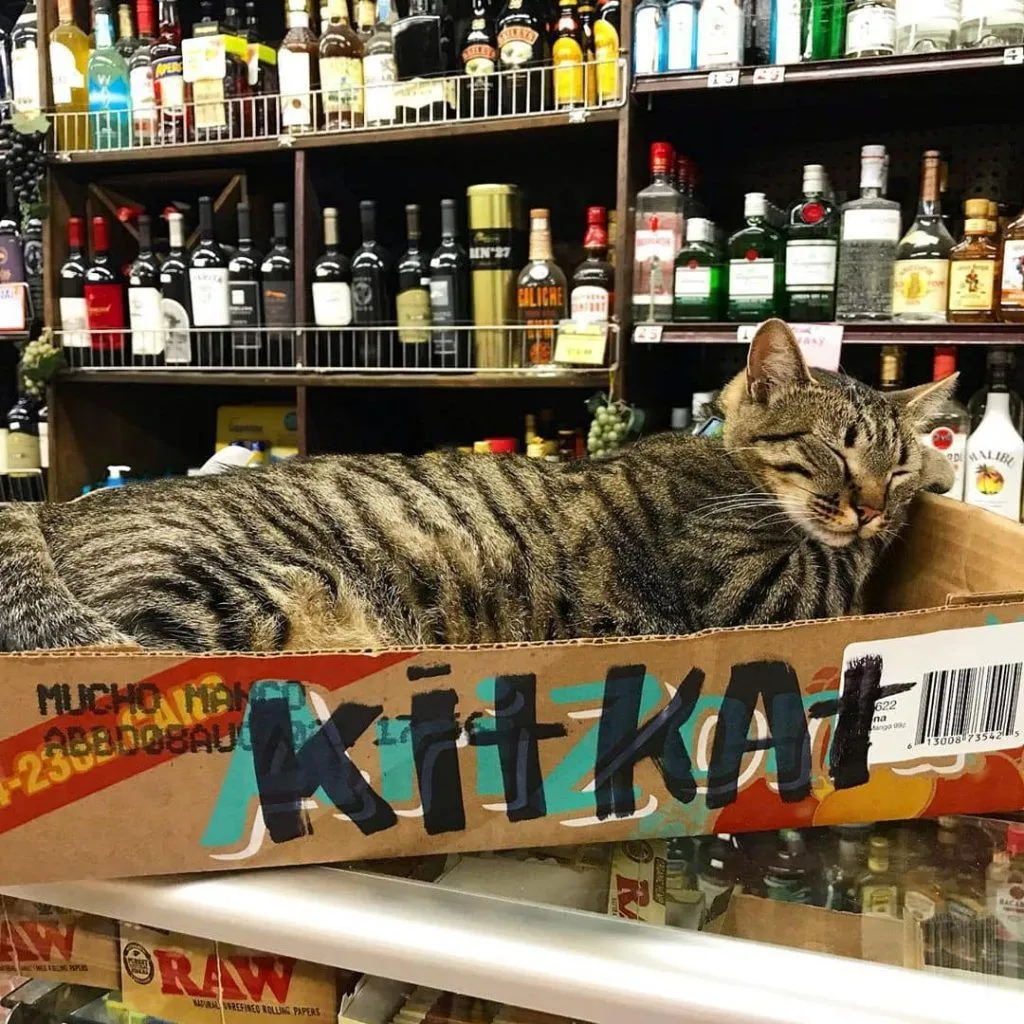 Фото Bodegacats Фото Bodegacats