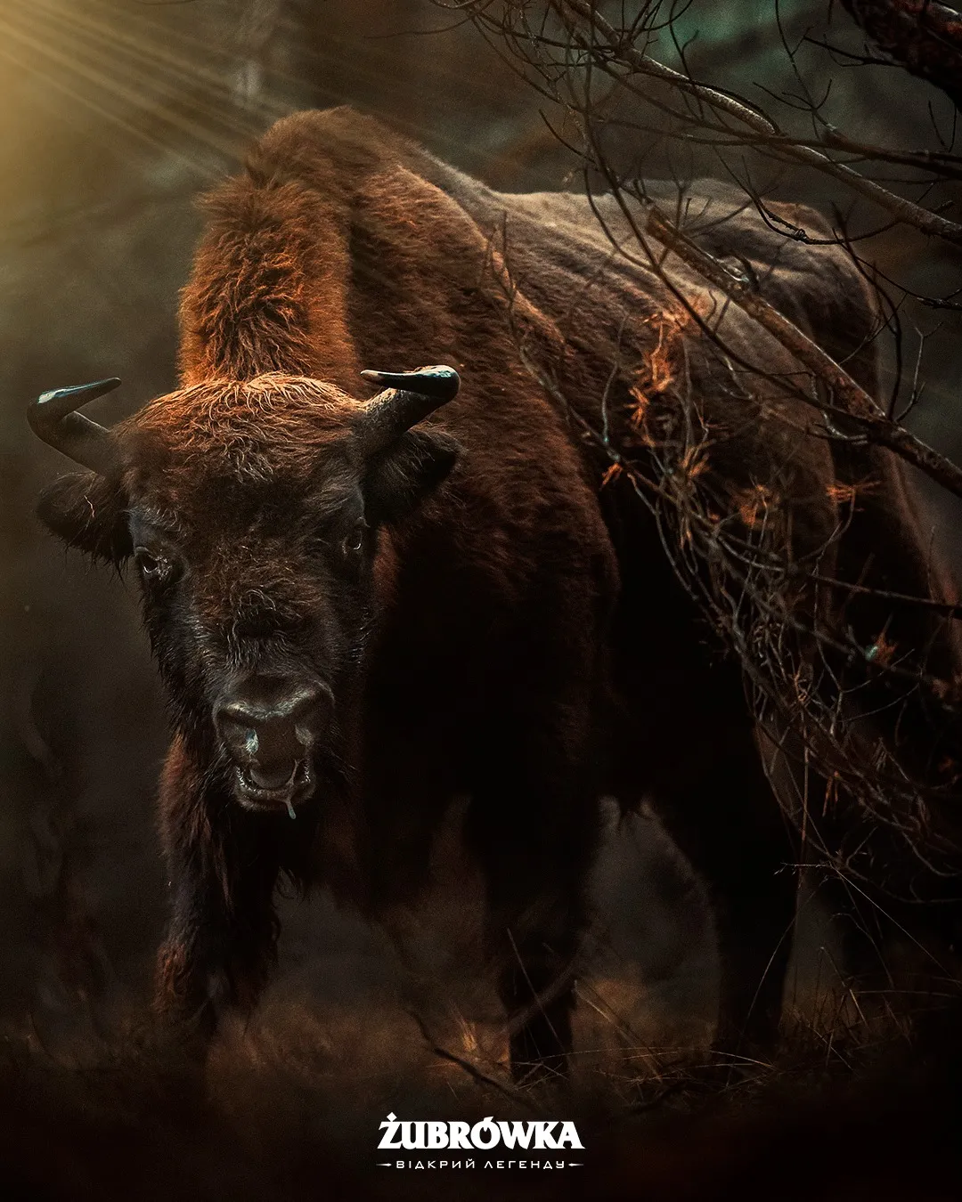 Біловезькі зубри Біловезькі зубри