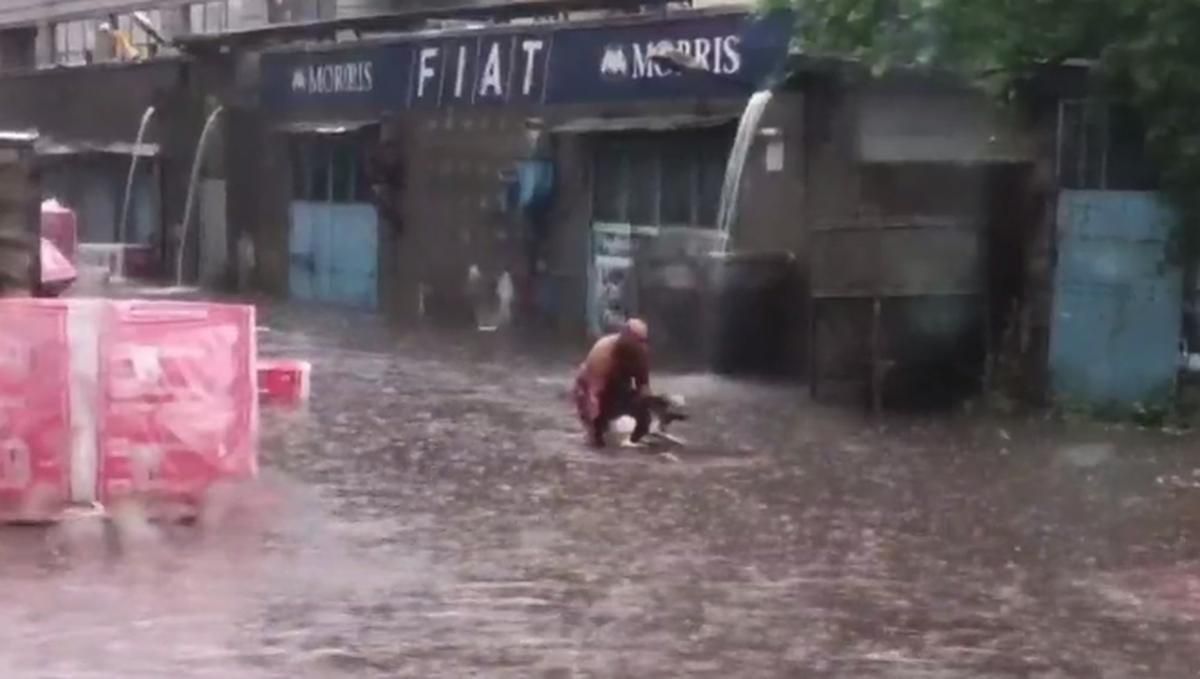 Трогательные видео заботы о животных во время грозы в Киеве Трогательные видео заботы о животных во время грозы в Киеве