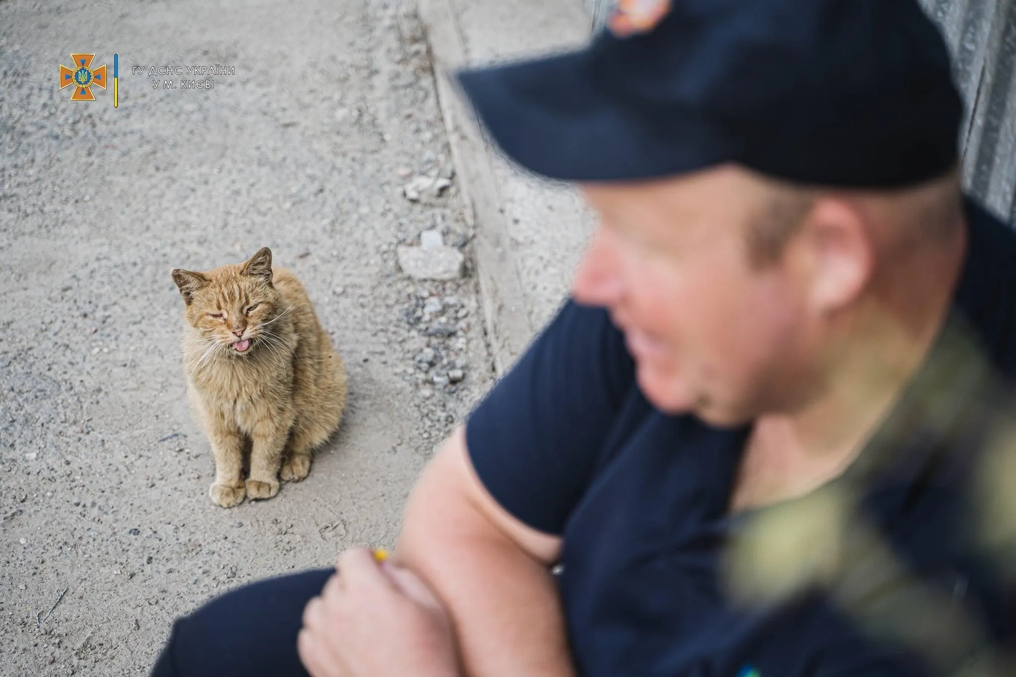 Кот пришел попросить о помощи