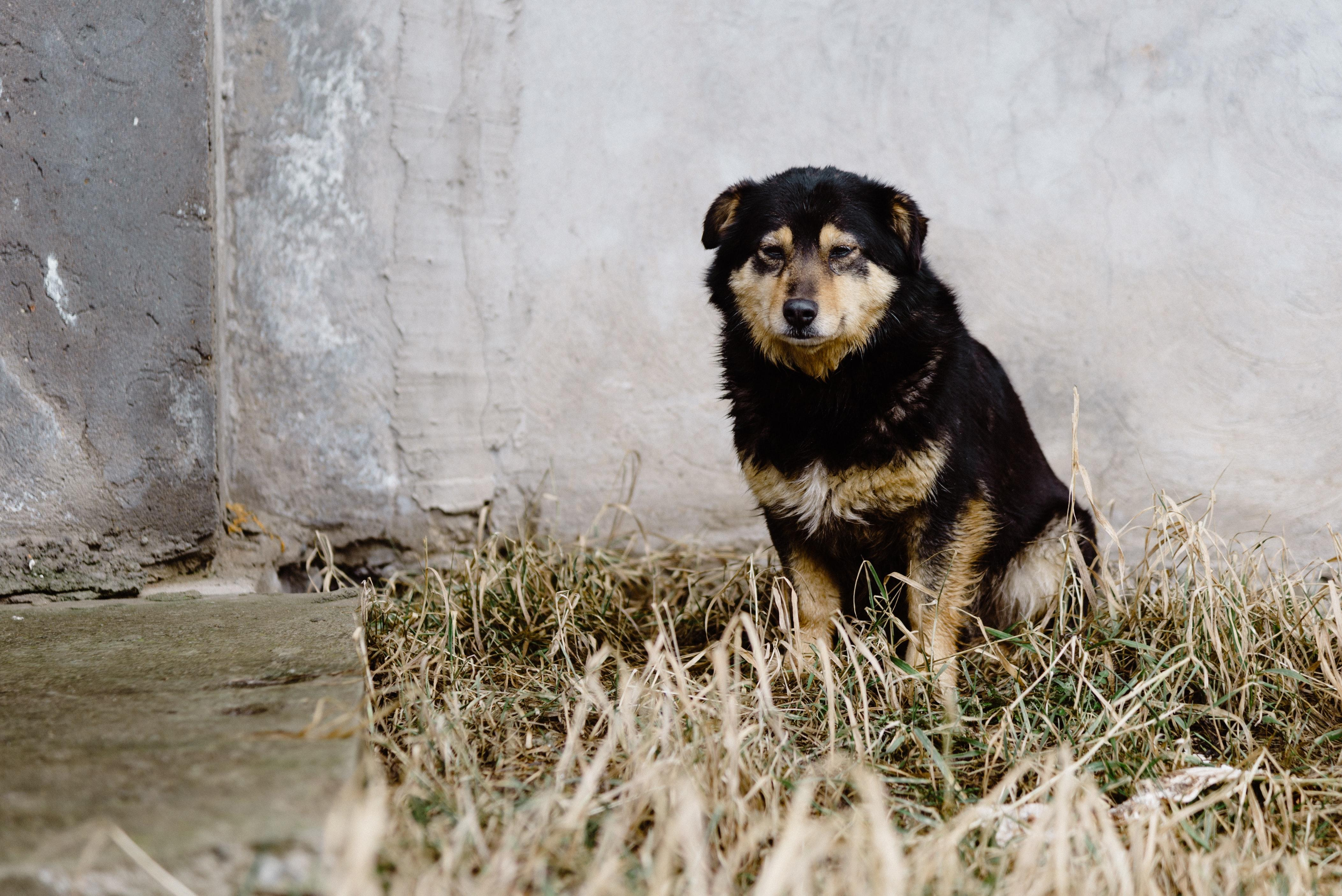 Також нападали на дітей: зграя псів роздерла кошеня під Дніпром