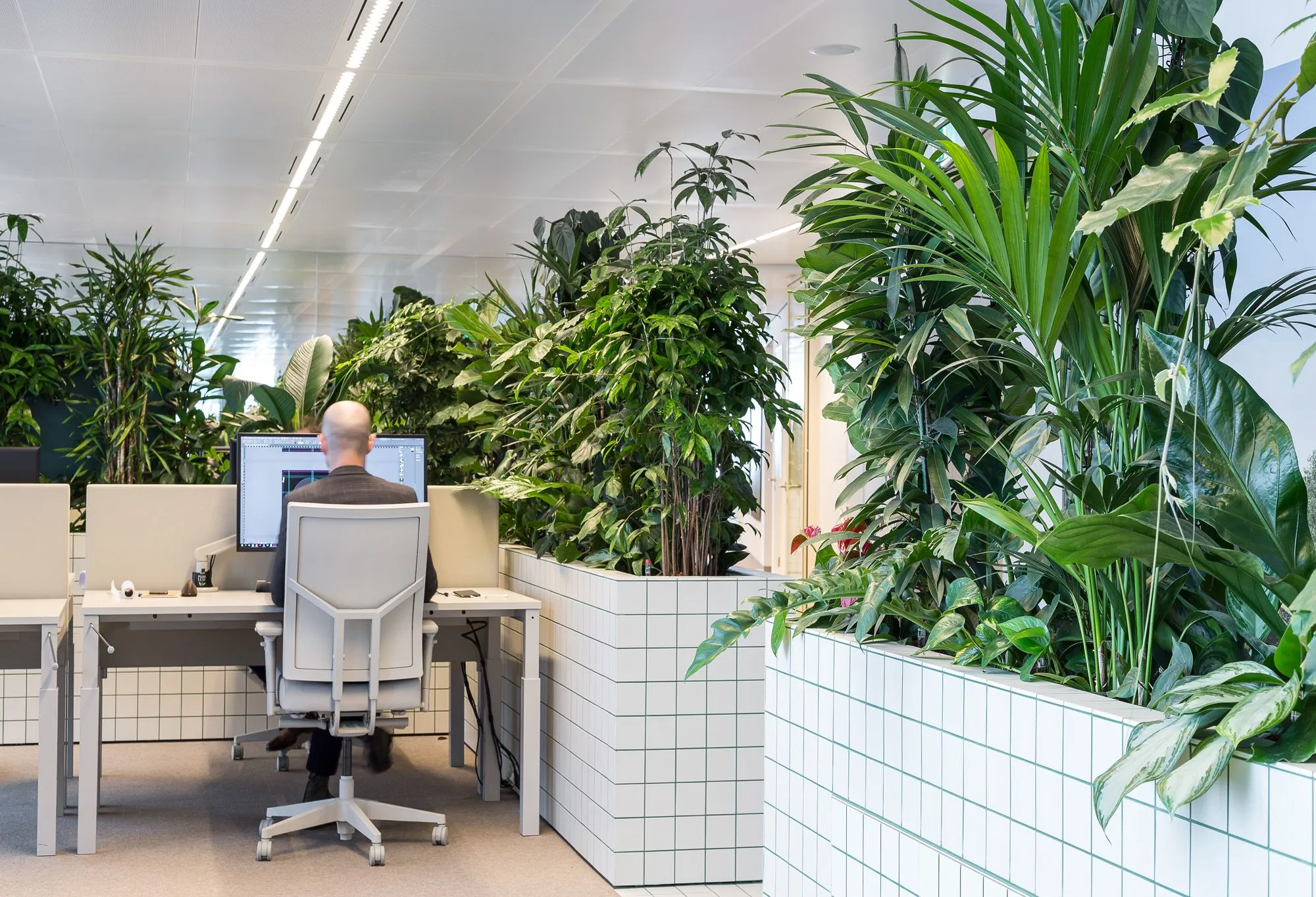 Офісні джунглі в Нідерландах 