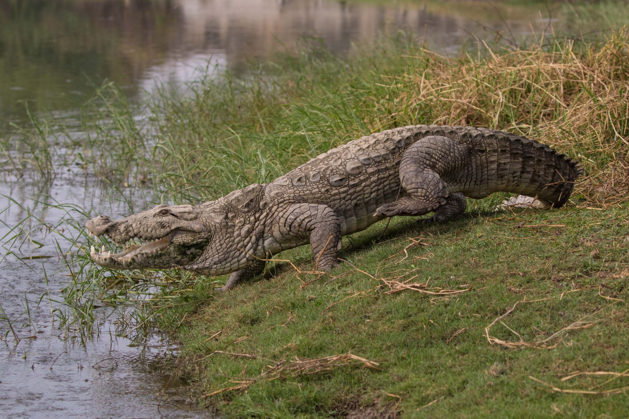 В Индии мужчина 15 минут боролся с гигантским крокодилом