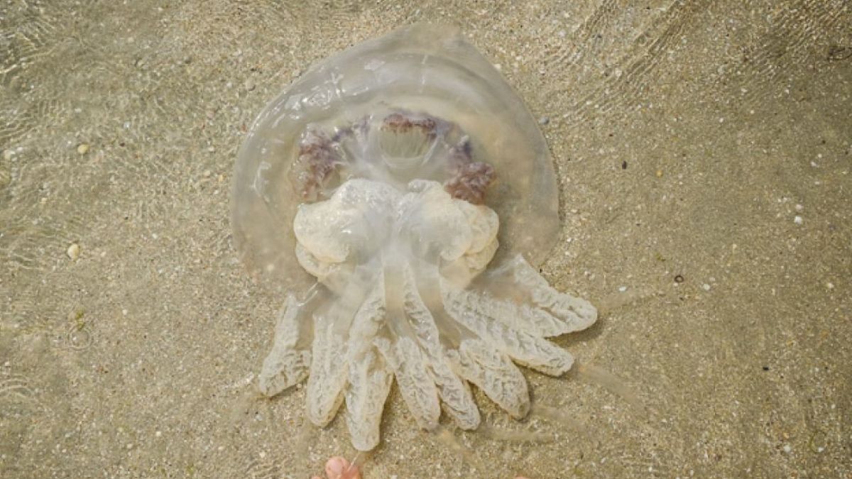 Нашествие медуз продолжается: на каких украинских курортах невозможно купаться Нашествие медуз продолжается: на каких украинских курортах невозможно купаться