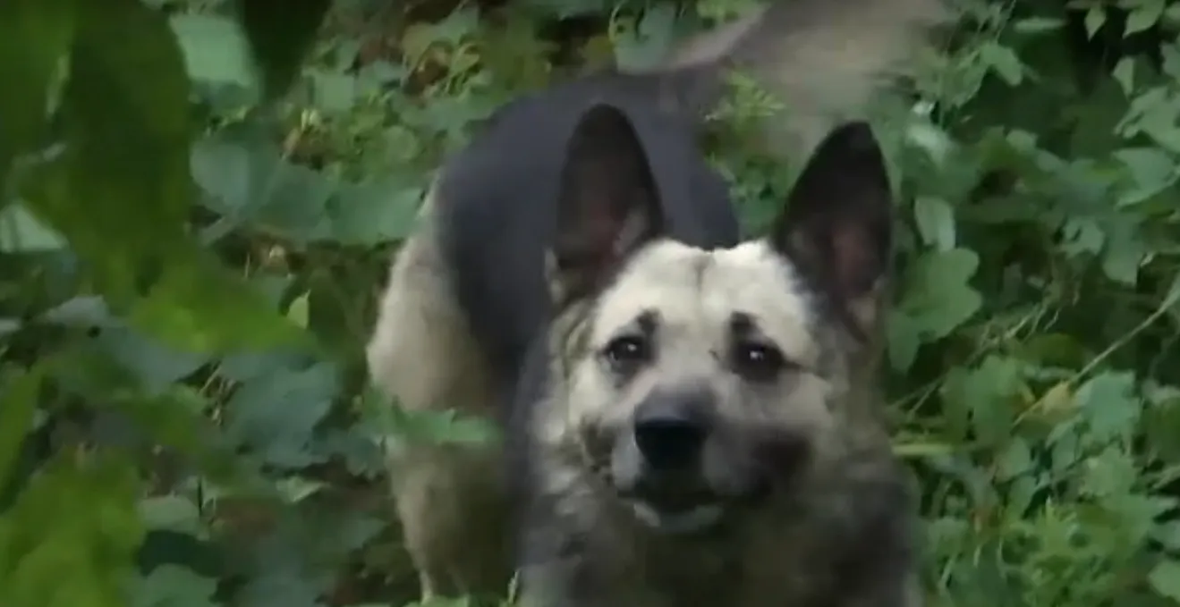 Пес Бармалей Пес Бармалей