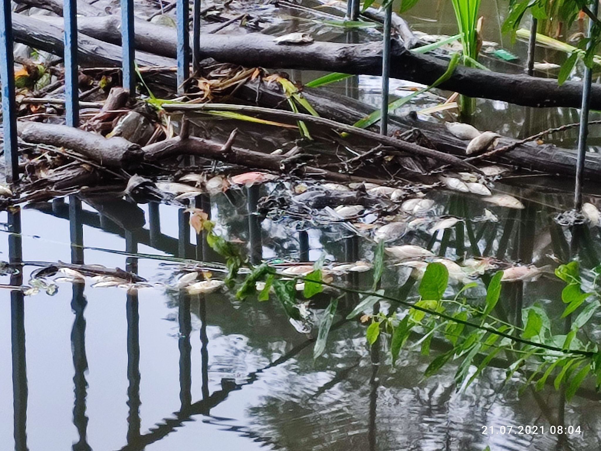 У Голосіївському парку в Києві на ставках загинули птахи та риба