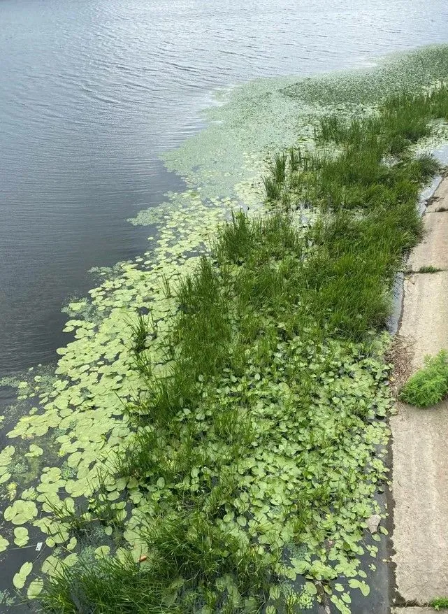 Еколог пояснив чому зеленіє Дніпро
