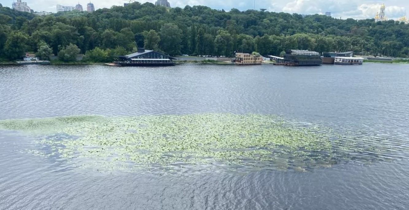 Днепр в Киеве зарастает зеленью: эколог объяснил есть ли опасность Днепр в Киеве зарастает зеленью: эколог объяснил есть ли опасность