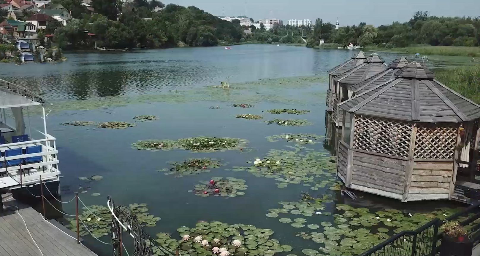 В Виннице выращивают 16 видов лилий на одном водоеме: видео