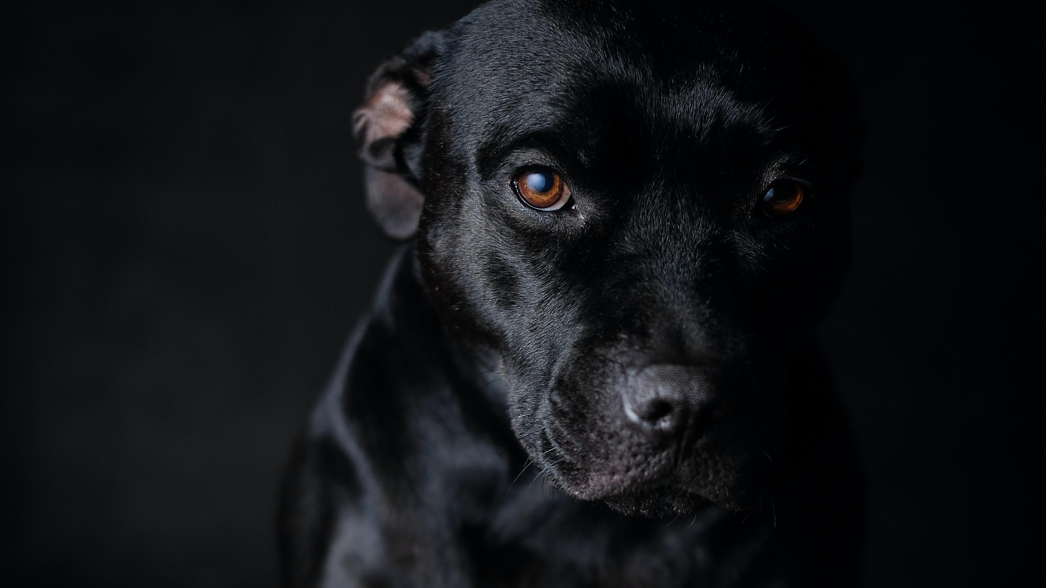 В Харькове пес набросился на мужчину в подъезде: ему разорвало лицо – видео В Харькове пес набросился на мужчину в подъезде: ему разорвало лицо – видео