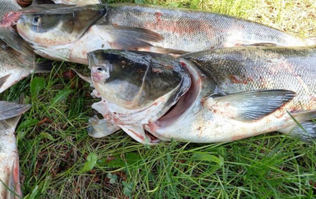У плотины ДнепроГЭС массово погибла рыба - несколько тонн толстолобика У плотины ДнепроГЭС массово погибла рыба - несколько тонн толстолобика
