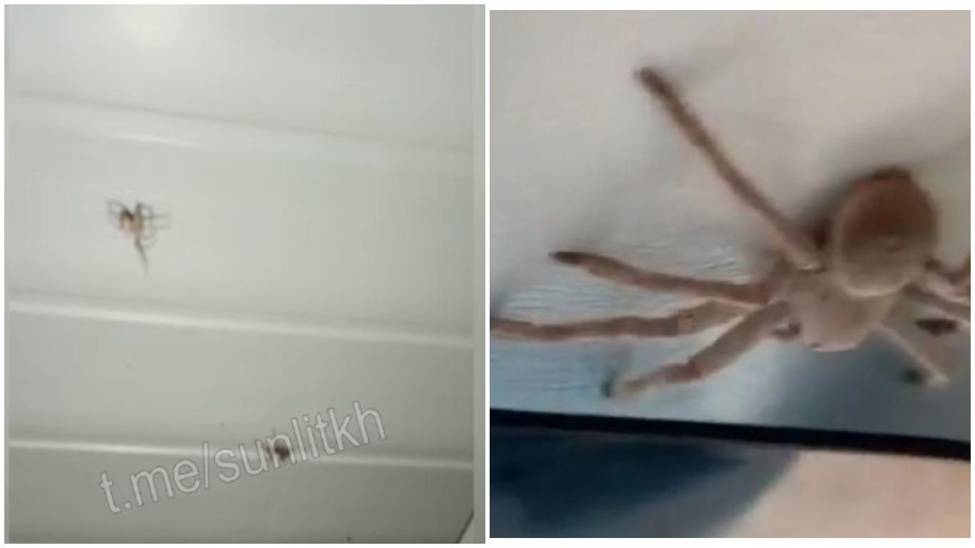 Вже не до медуз: курортну Кирилівку атакували великі павуки – відео