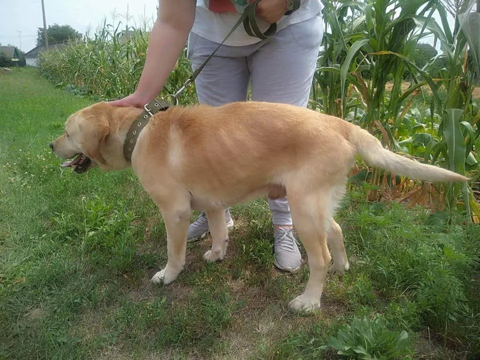 Лабрадор Лабрадор