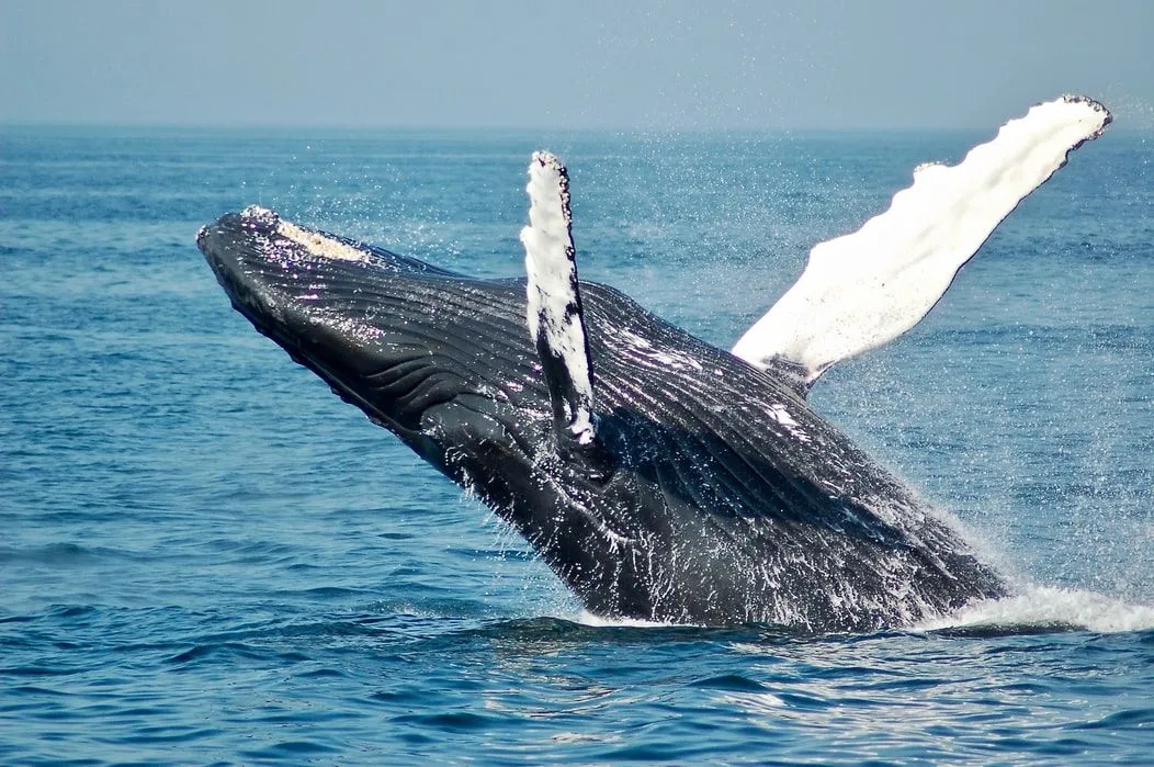 В 1986 году запретили охотиться на китов