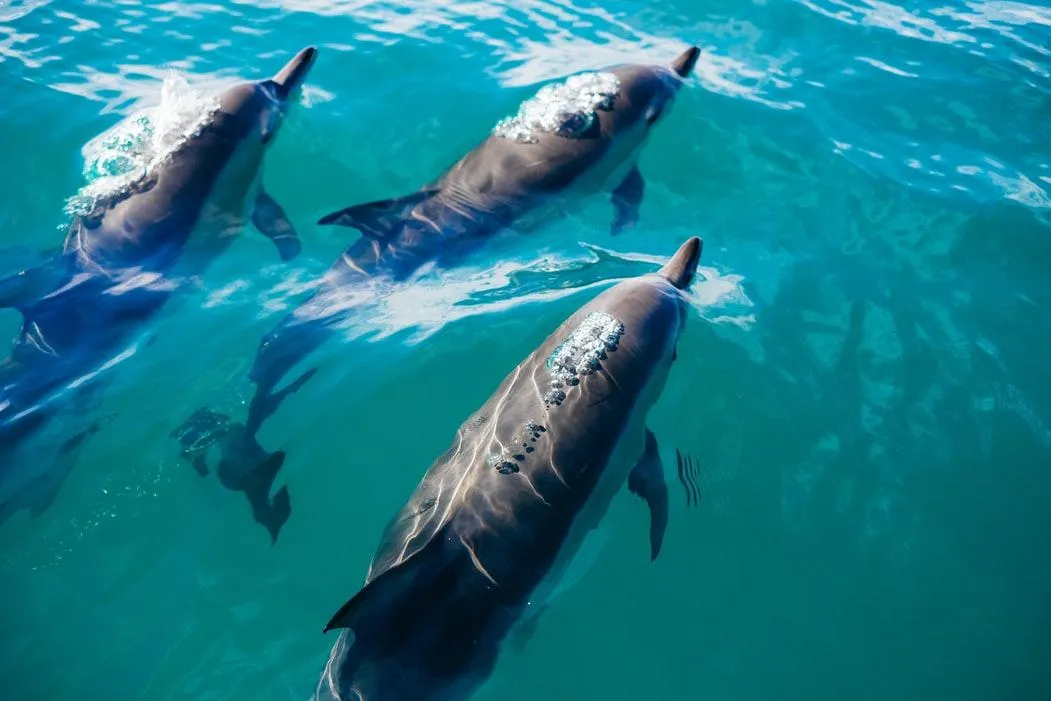 Дельфіни – високорозвинені тварини, що мають жити на волі