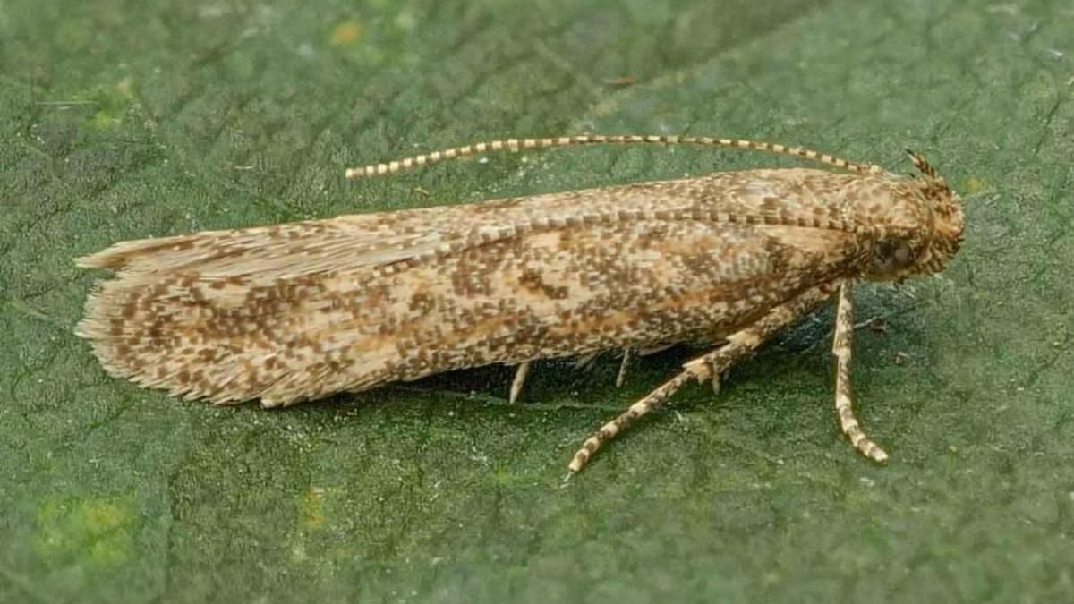 На Днипропетровщине обнаружили опасного вредителя: детали На Днипропетровщине обнаружили опасного вредителя: детали