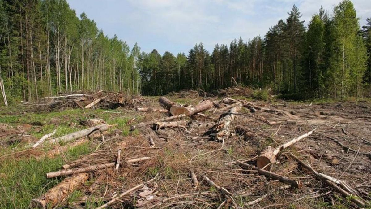 На Луганщині службовці заробляли мільйони на вирубці лісу