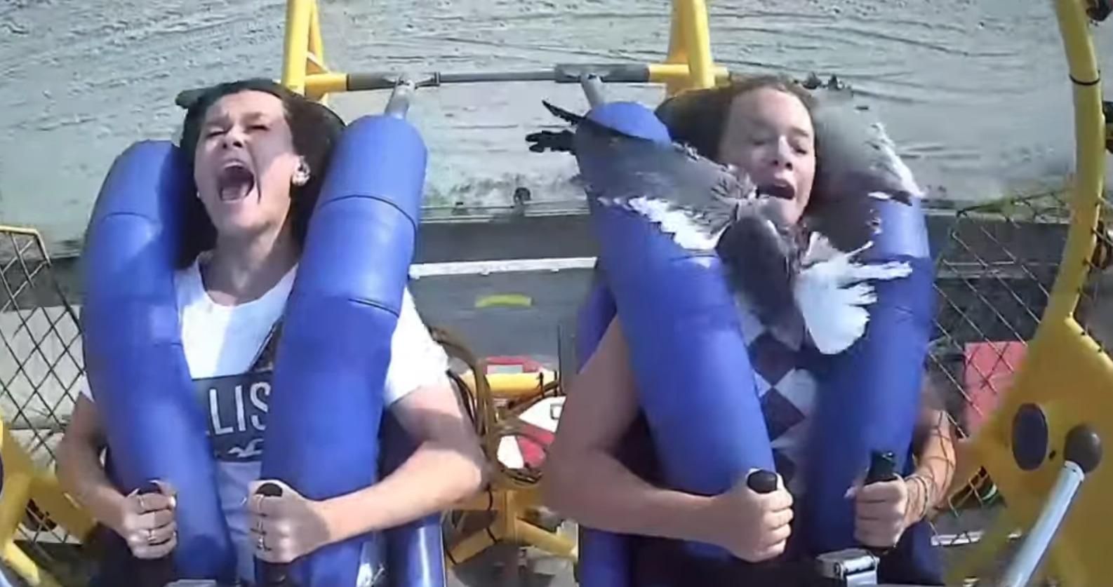 На атракціоні в США чайка врізалася в дівчину: моторошне відео 