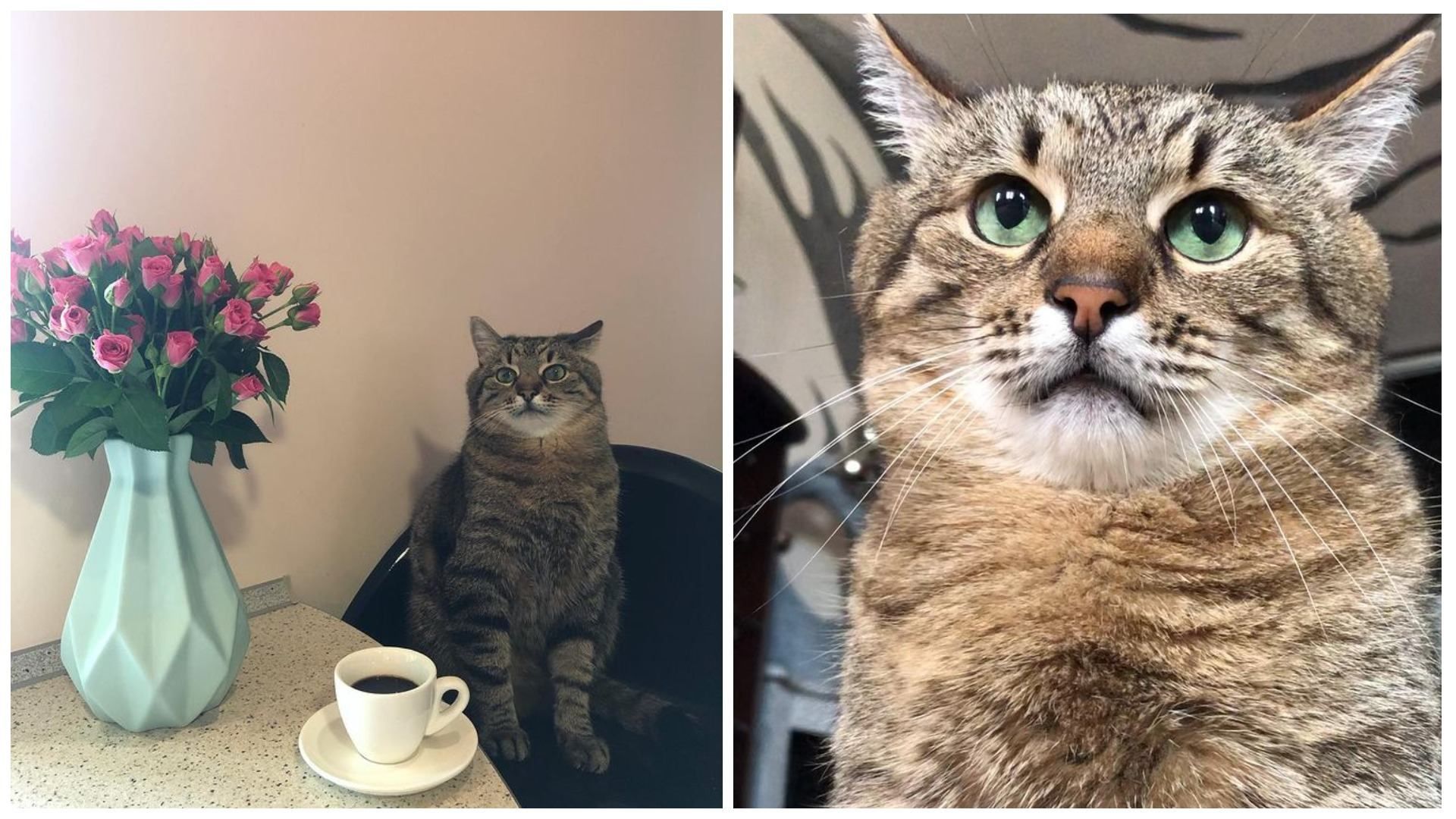 Незворушний кіт Степан з Харкова став зіркою тіктока Незворушний кіт Степан з Харкова став зіркою тіктока