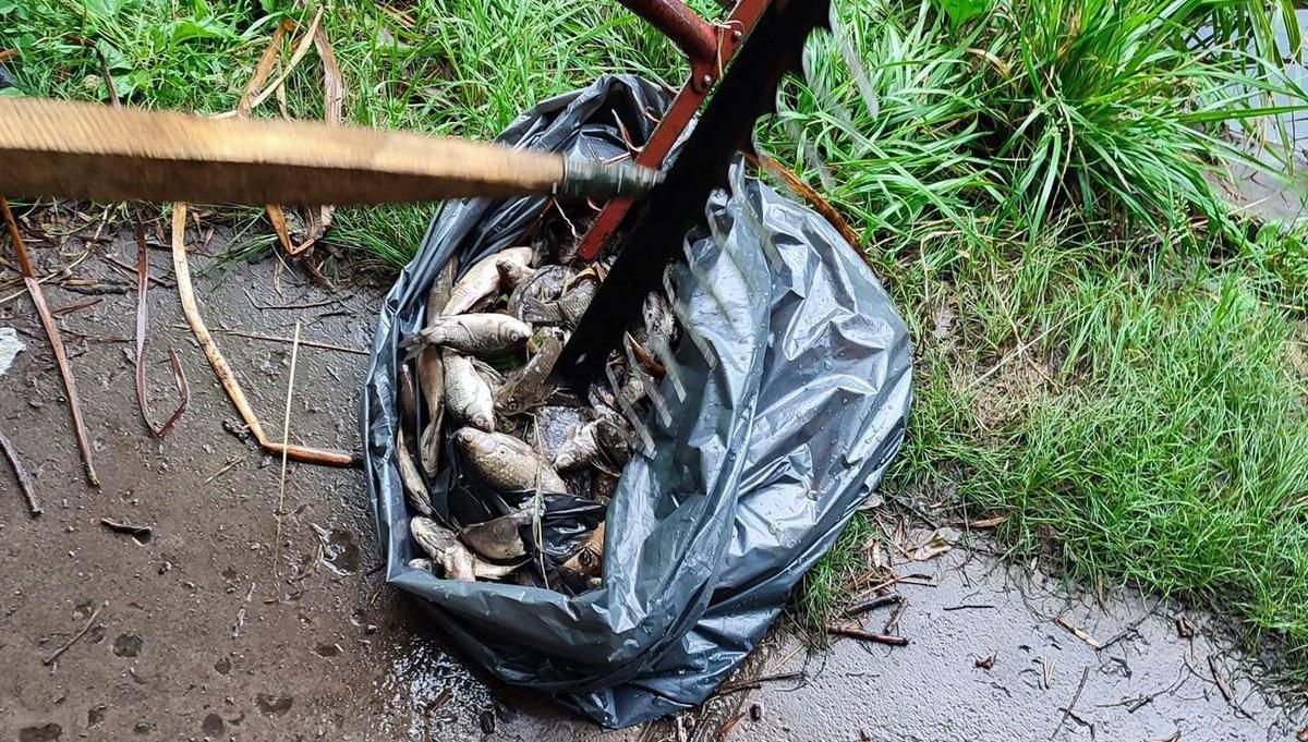 Рыбы и утки в прудах в Киеве погибли из-за отравления химией