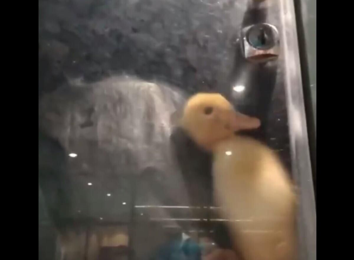 Живе каченя закрили в камері схову супермаркету в Кам'янському: відео Живе каченя закрили в камері схову супермаркету в Кам'янському: відео