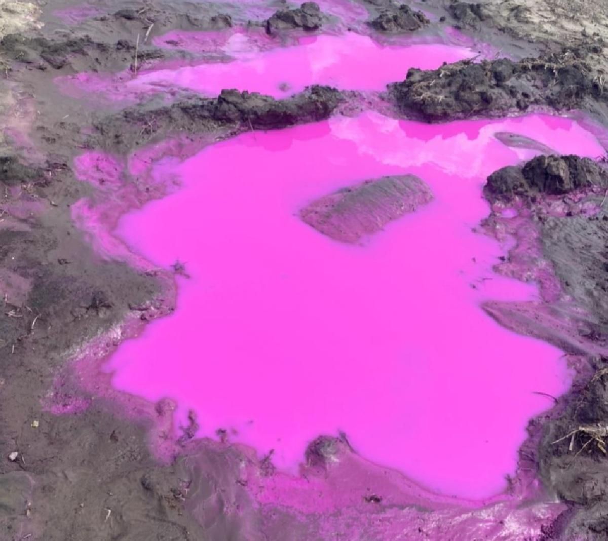 На Рівненщині виявили калюжі з рожевою водою На Рівненщині виявили калюжі з рожевою водою