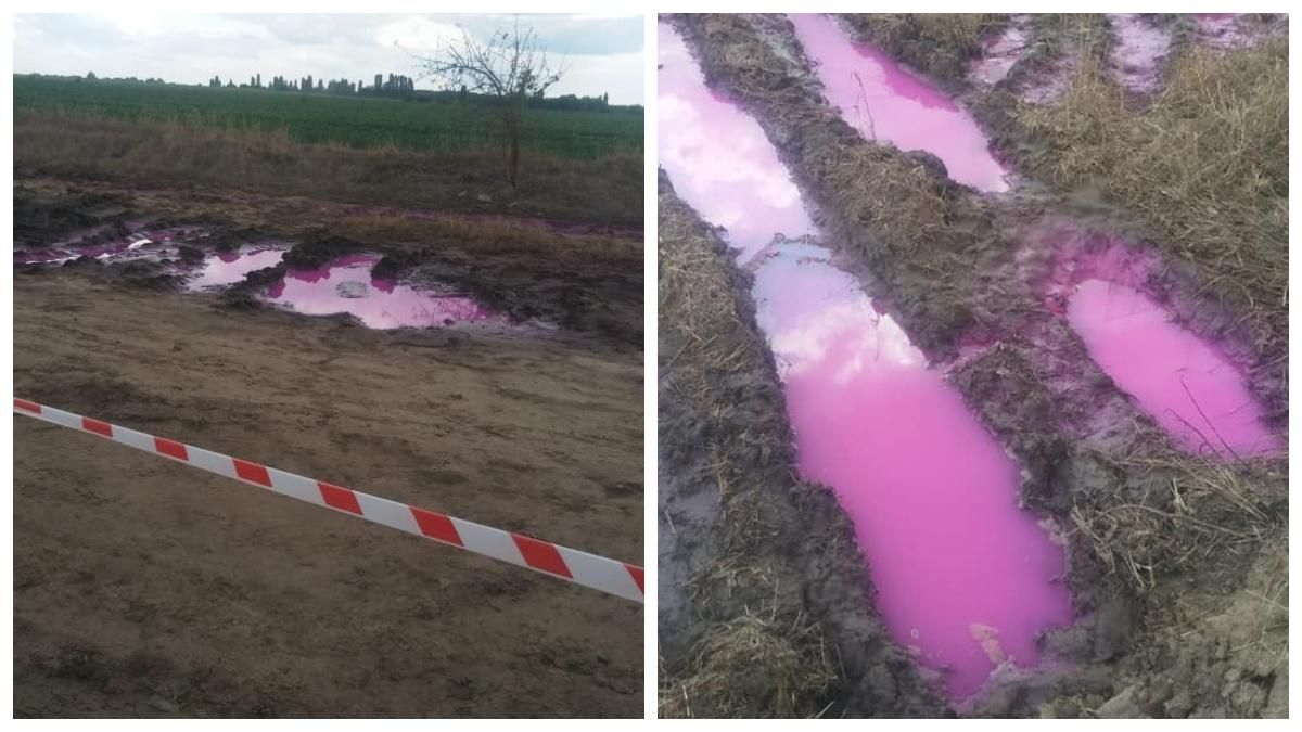 Екологи назвали причину появи рожевих калюж під Рівним Екологи назвали причину появи рожевих калюж під Рівним